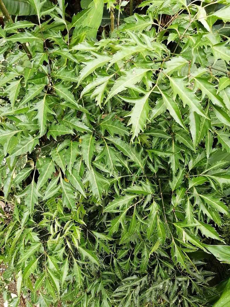 Polyscias fruticosa