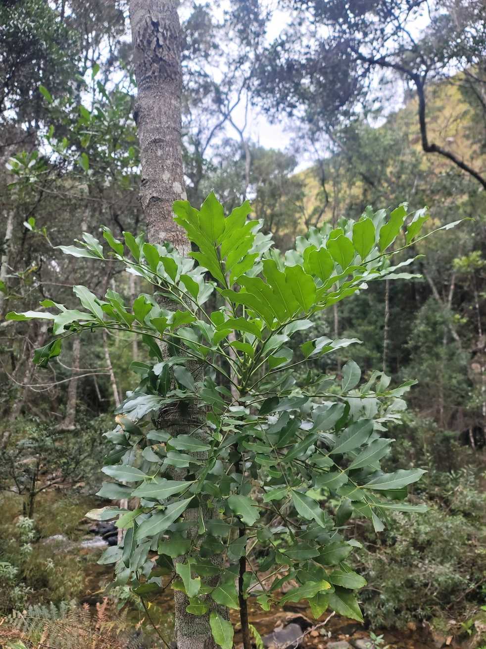 Polyscias ornifolia