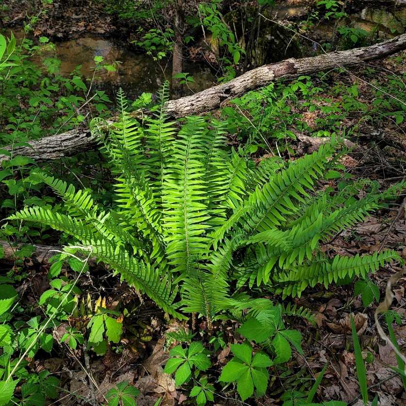 Polystichum acrostichoides
