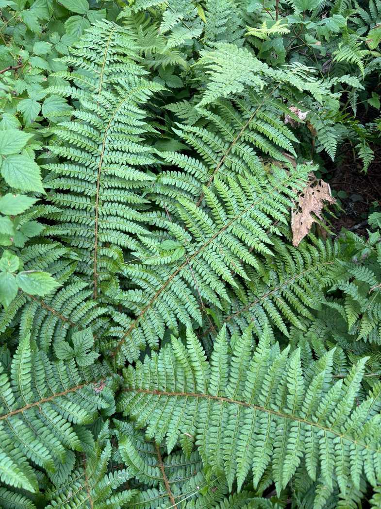 Polystichum braunii