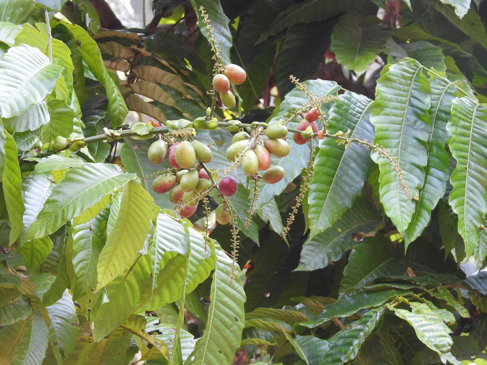Pometia pinnata