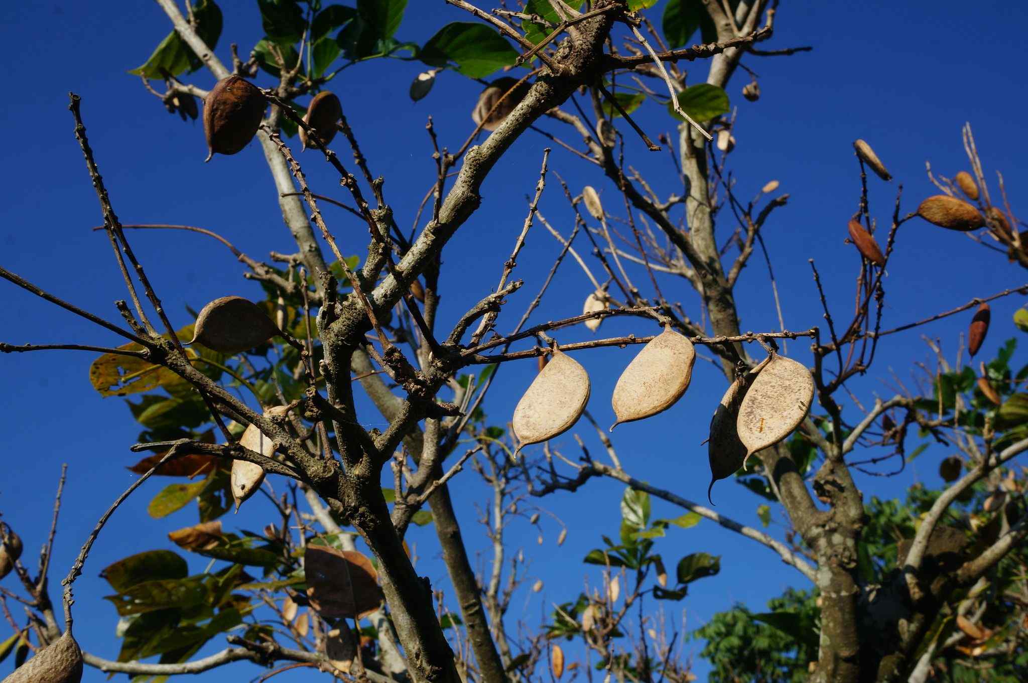 Pongamia pinnata