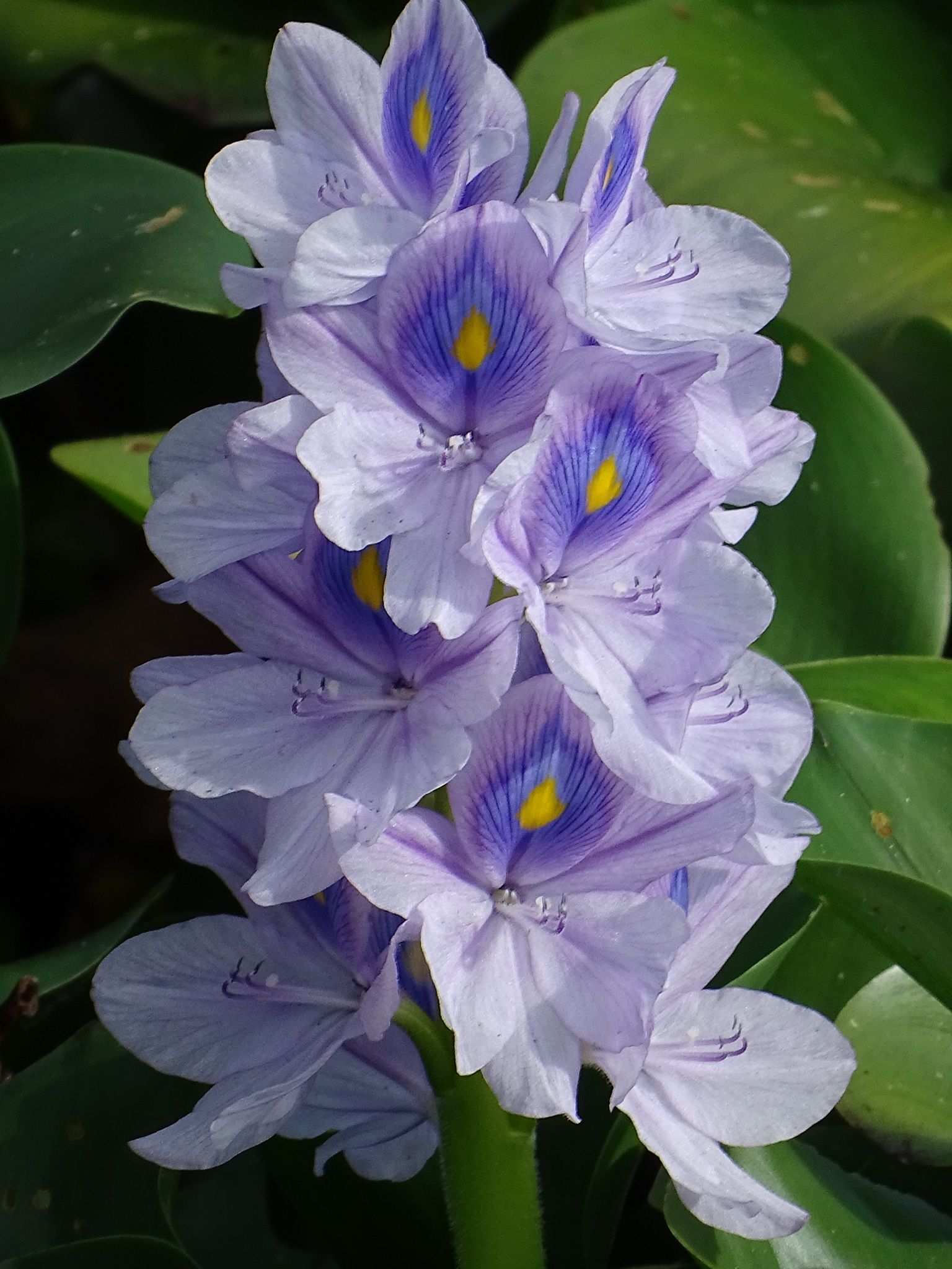 Pontederia crassipes