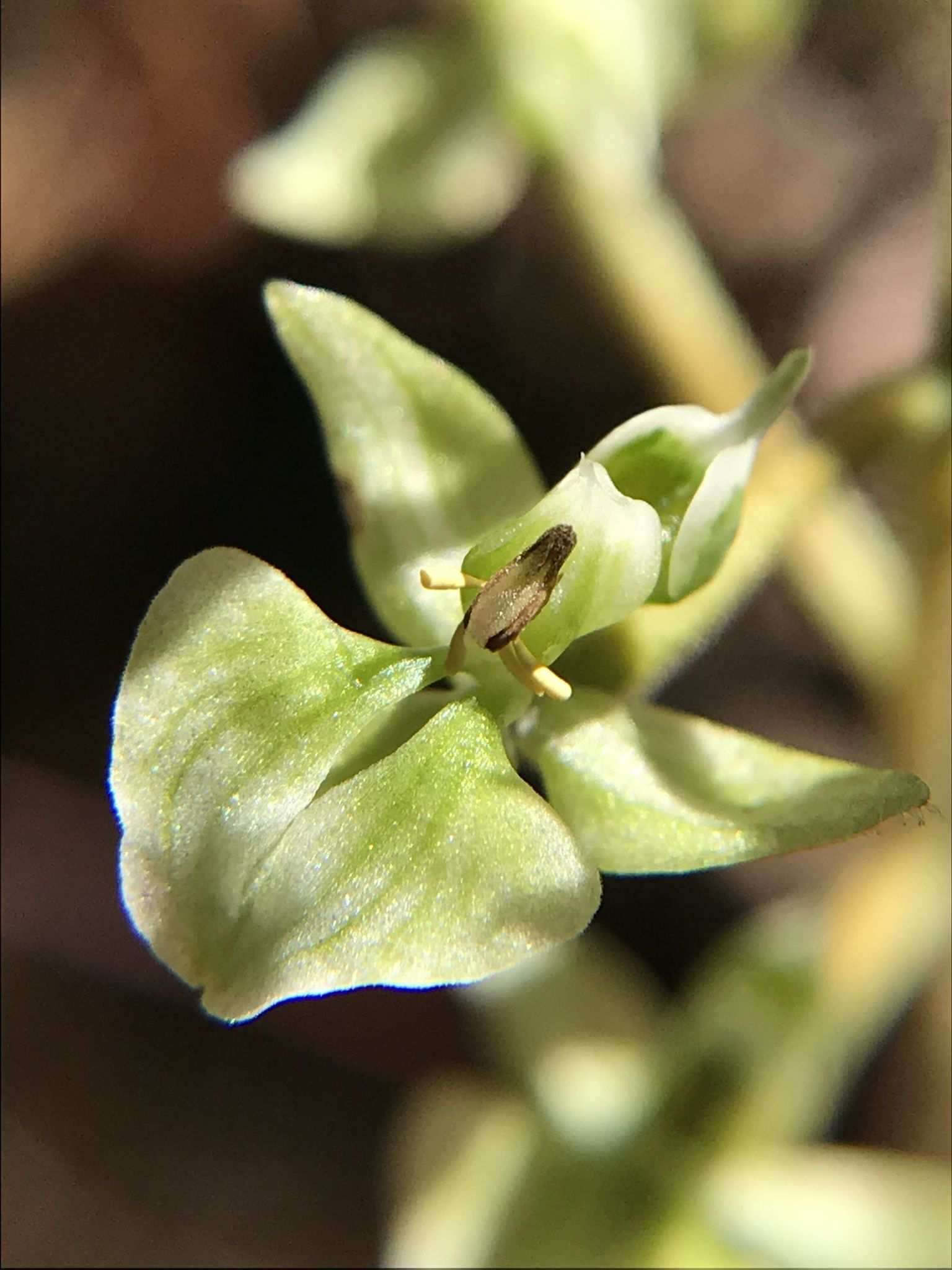 Ponthieva racemosa