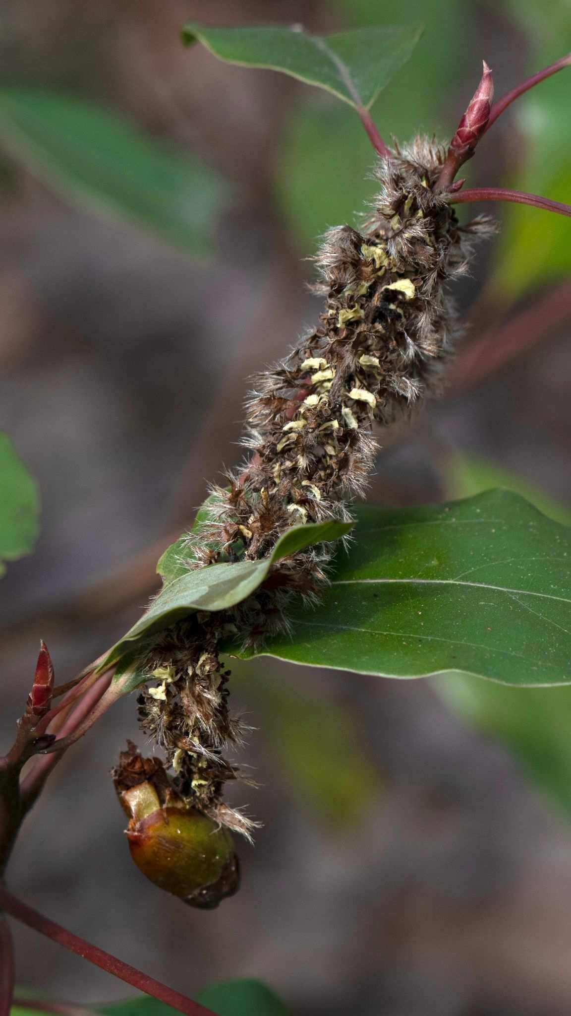 Populus adenopoda