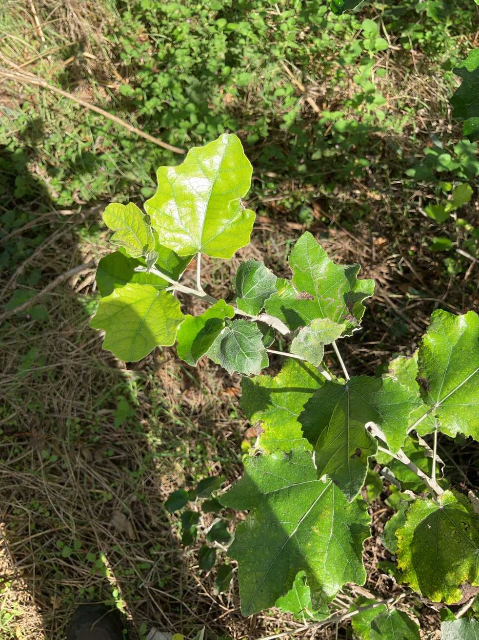 Populus alba