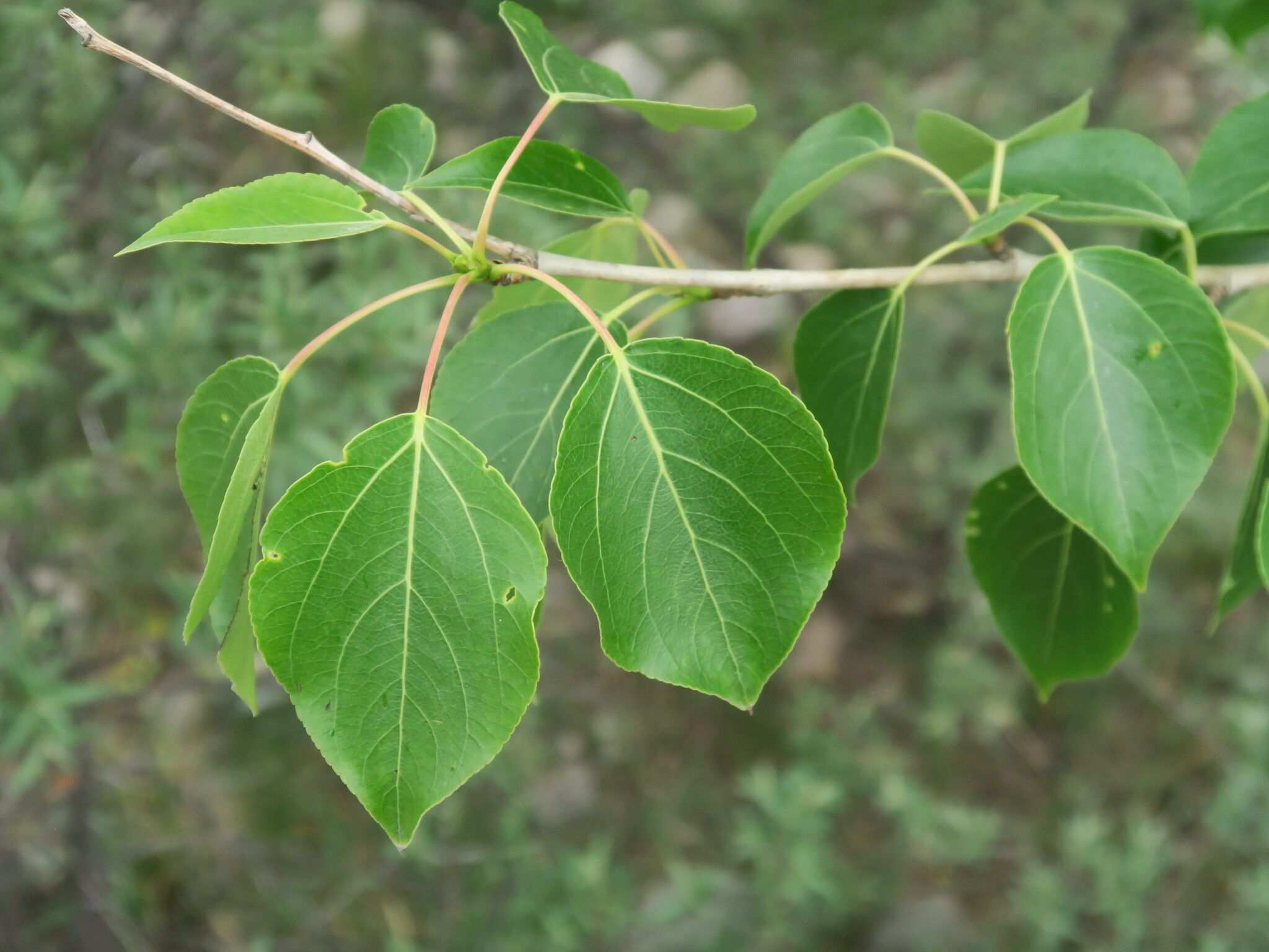 Populus cathayana