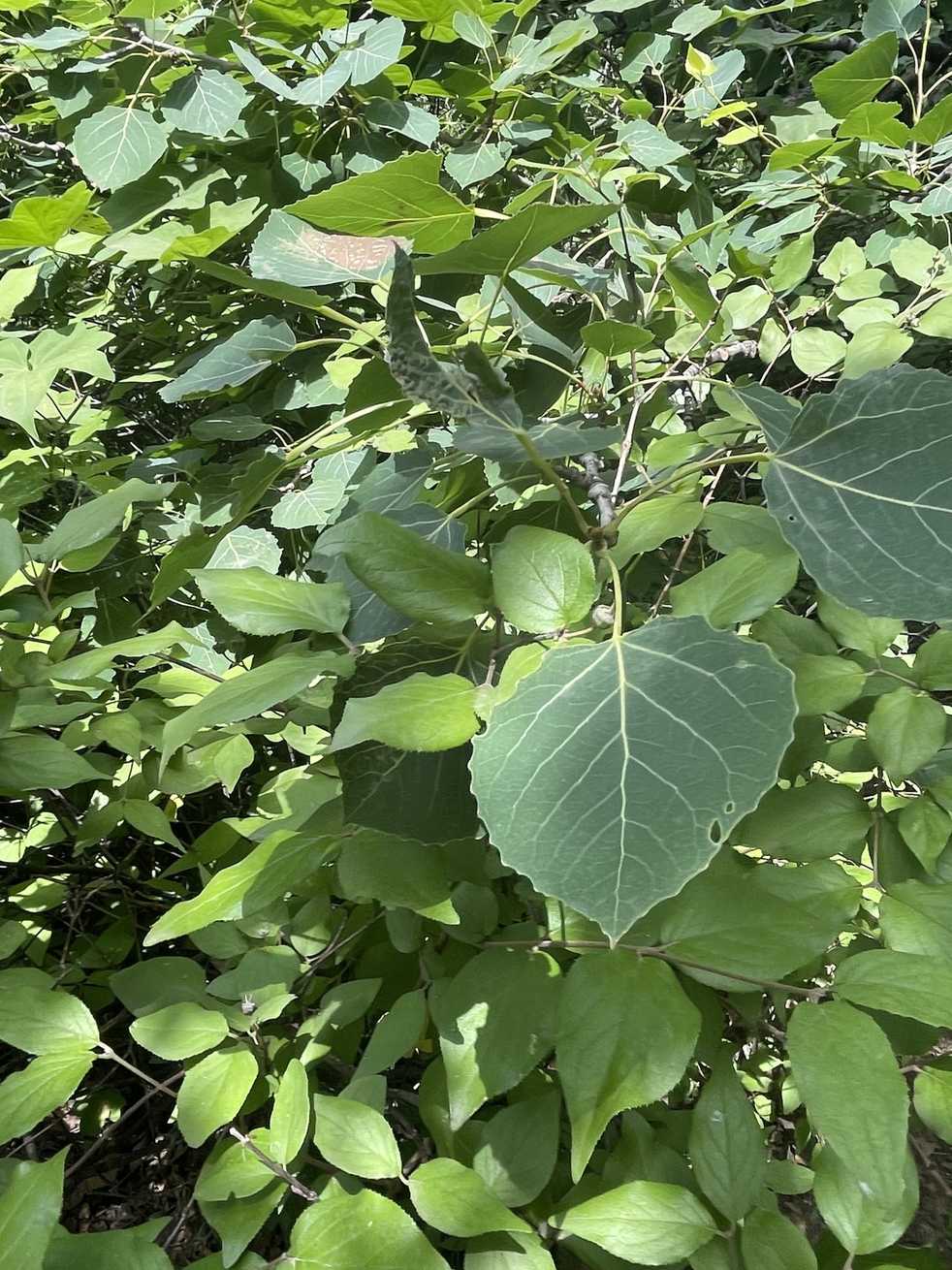 Populus davidiana