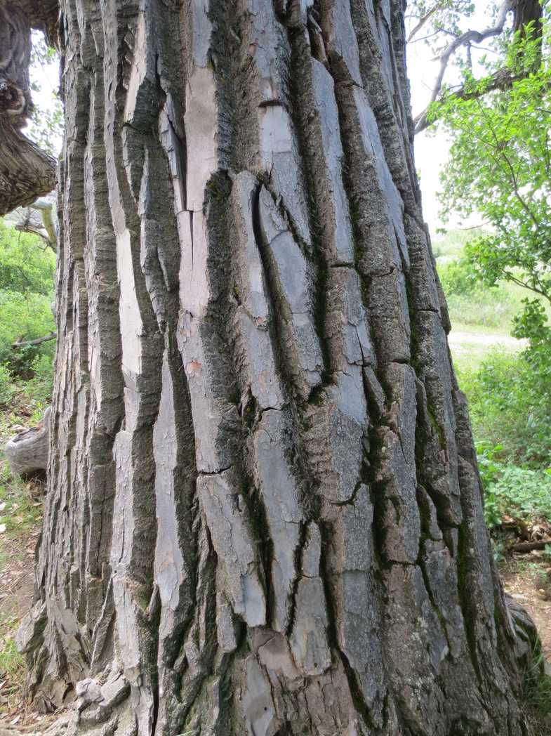 Populus deltoides