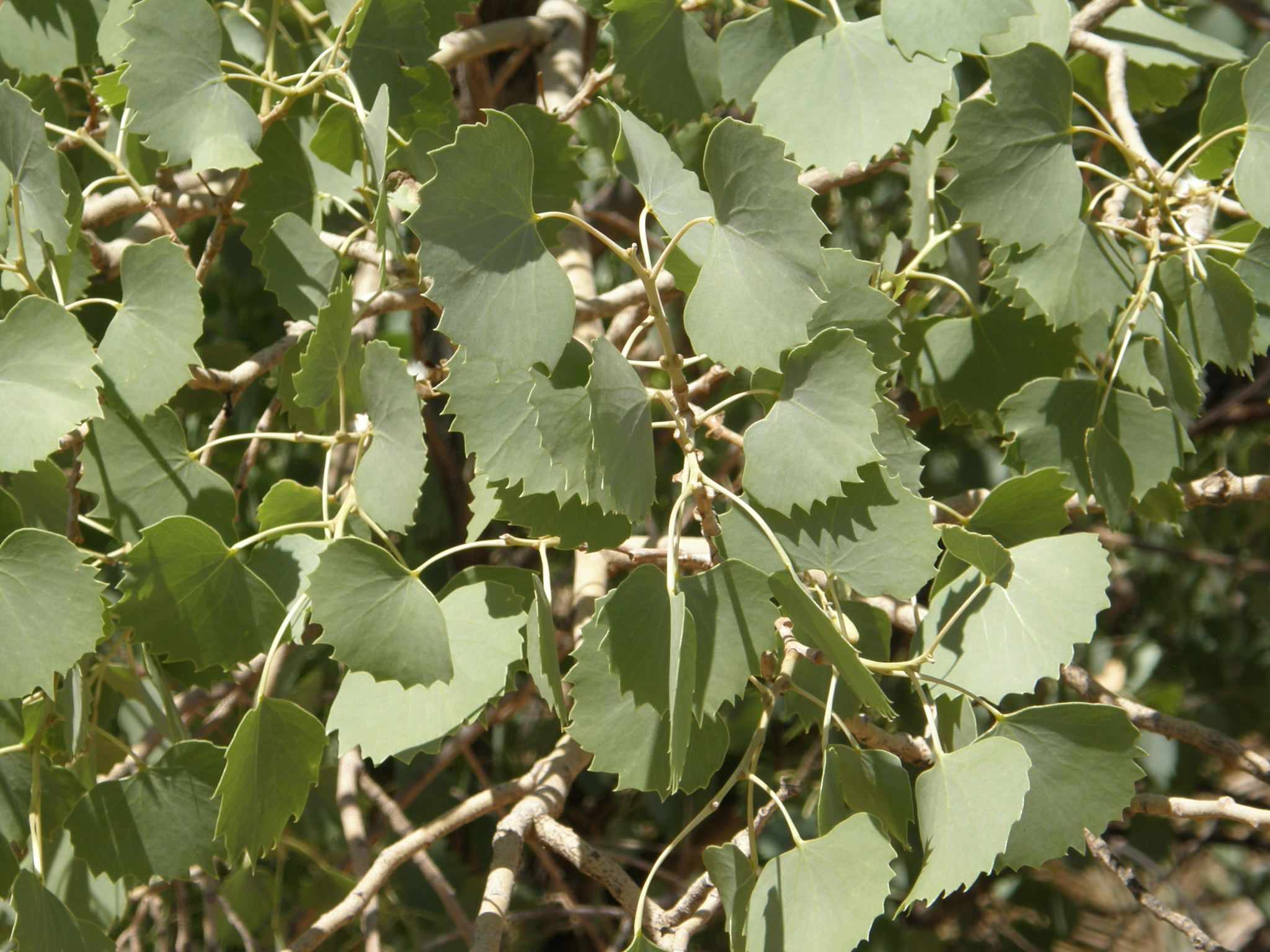Populus euphratica