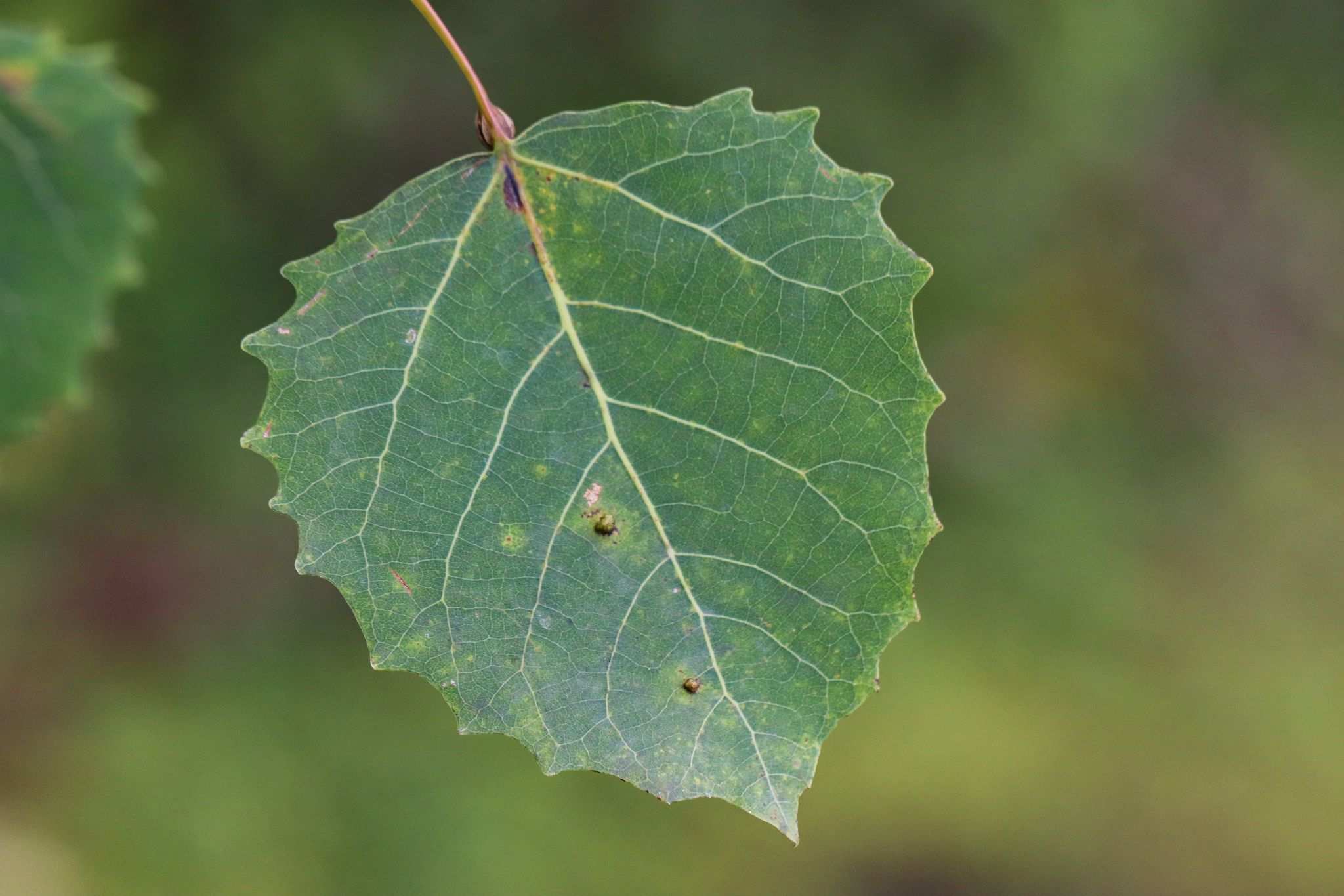 Populus grandidentata