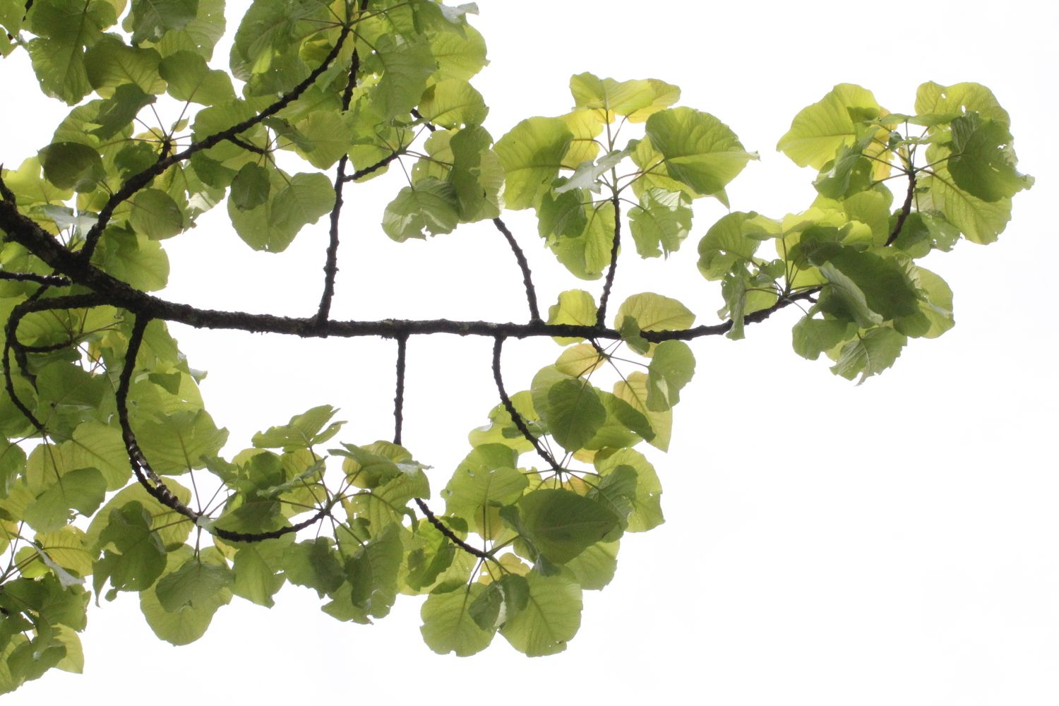 Populus lasiocarpa