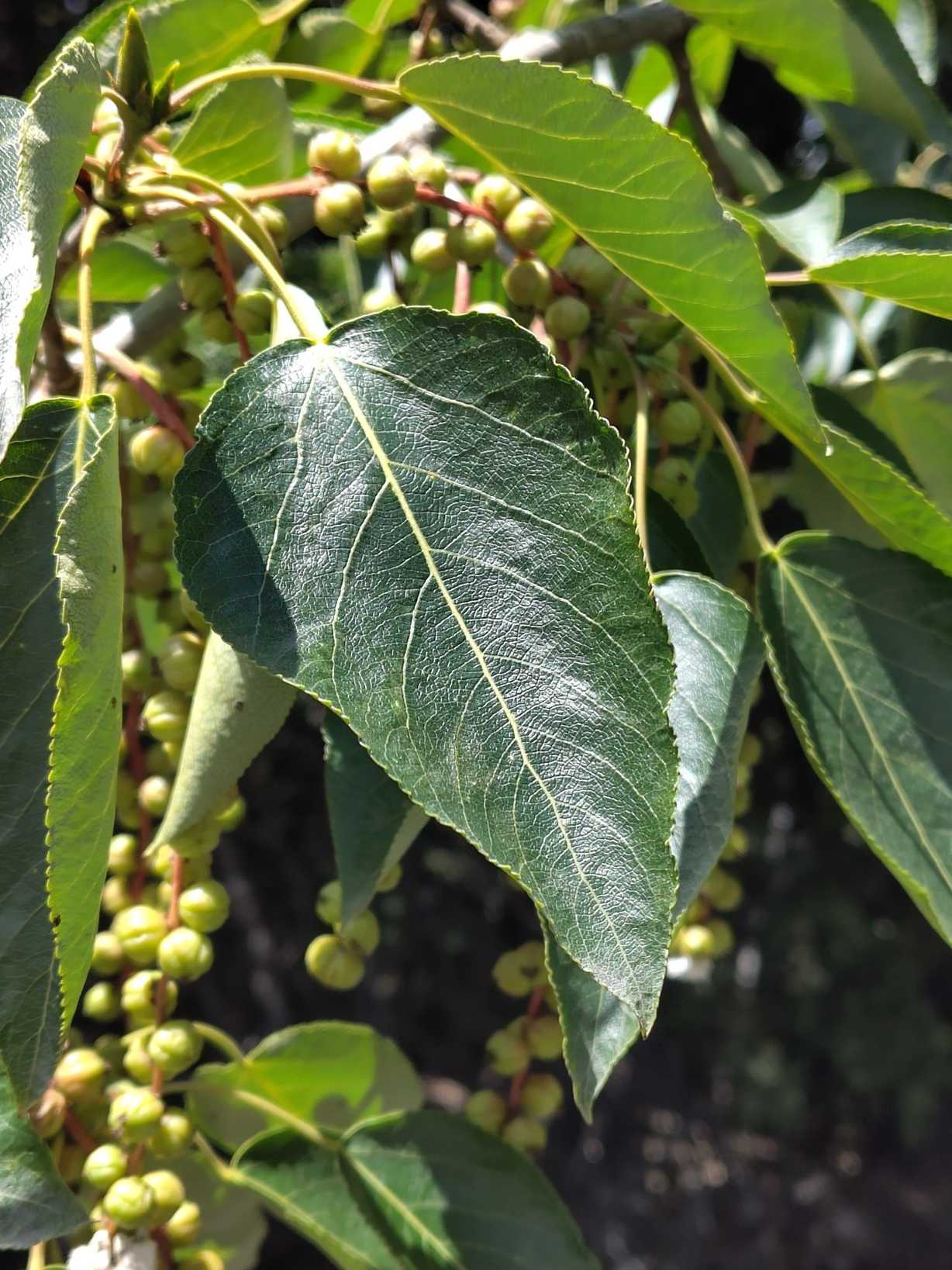 Populus szechuanica