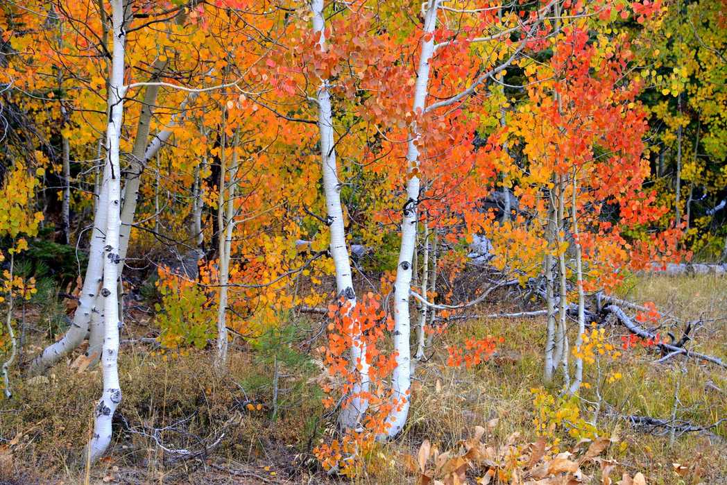 Populus tremula
