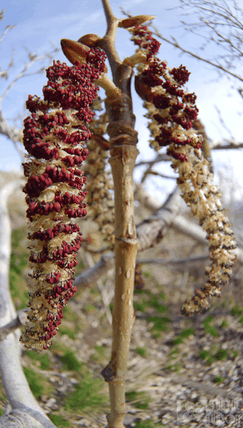 Populus trichocarpa