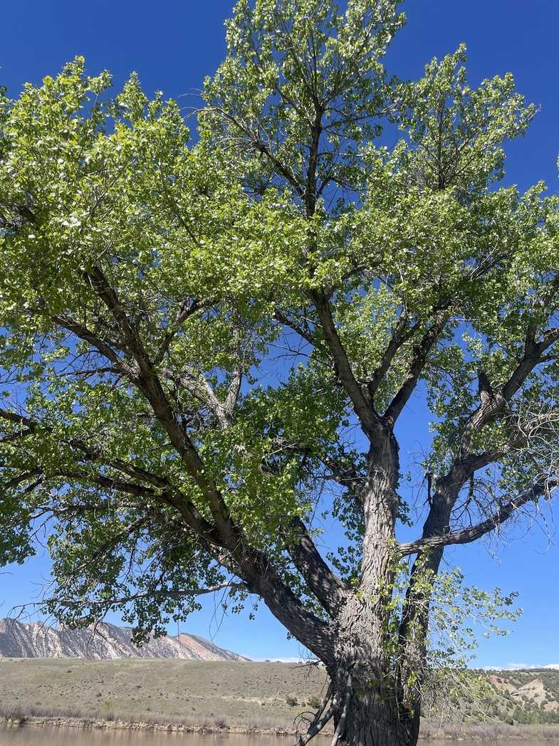 Populus x canadensis