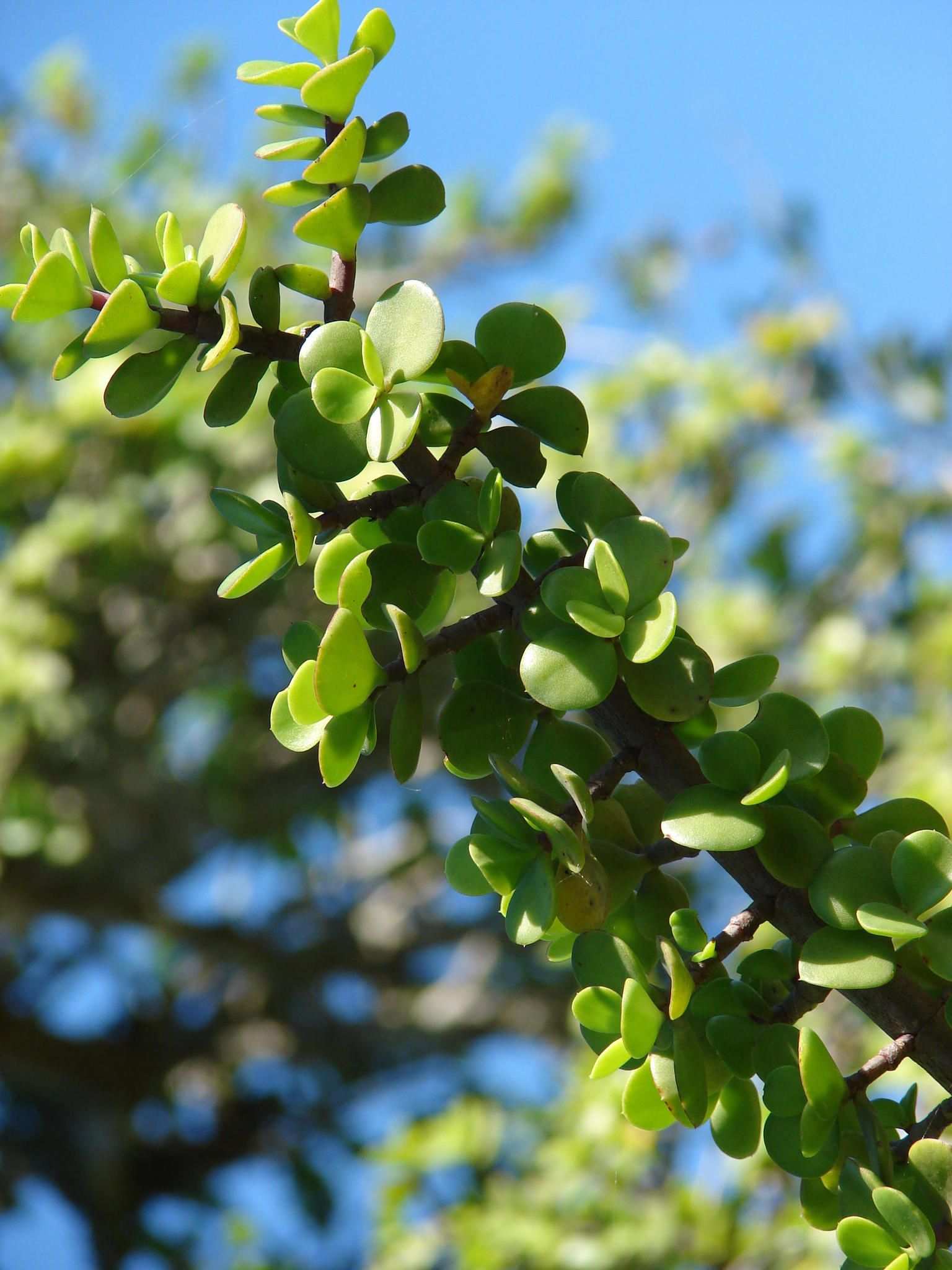 Portulacaria afra
