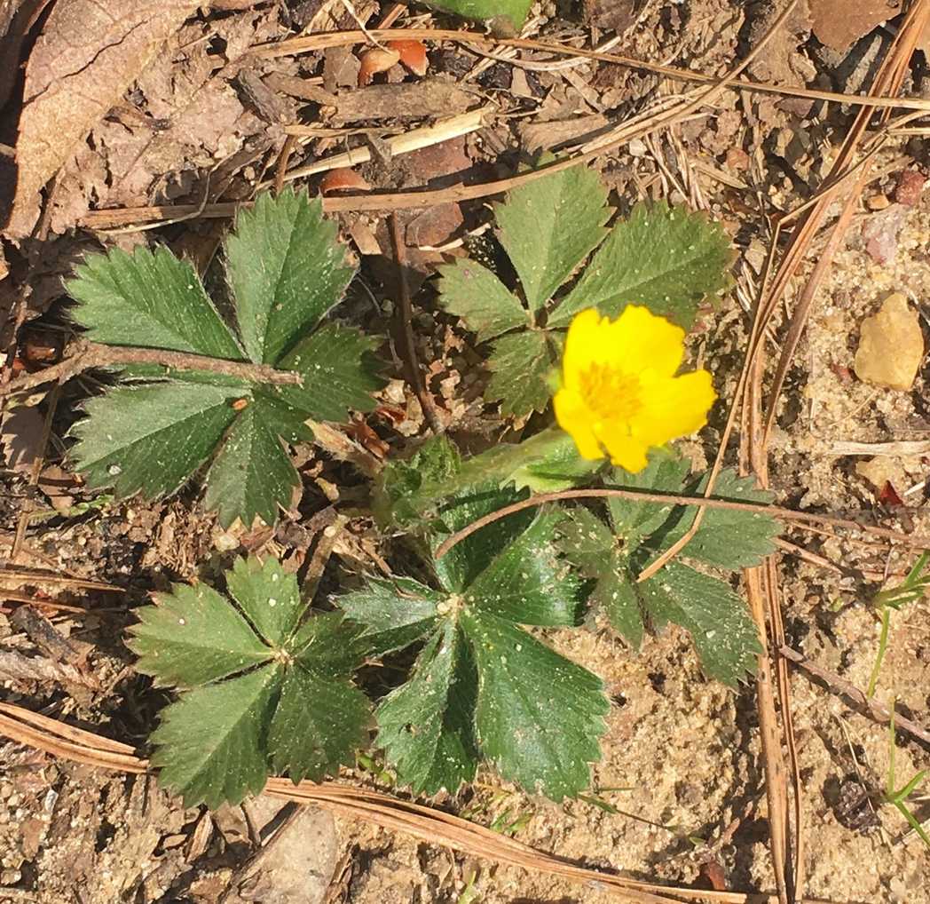 Potentilla canadensis