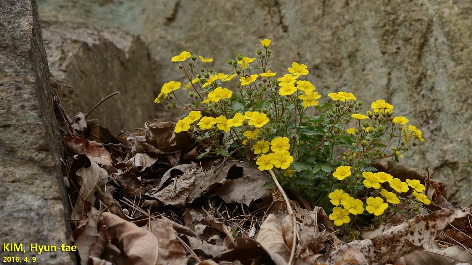 Potentilla sp.