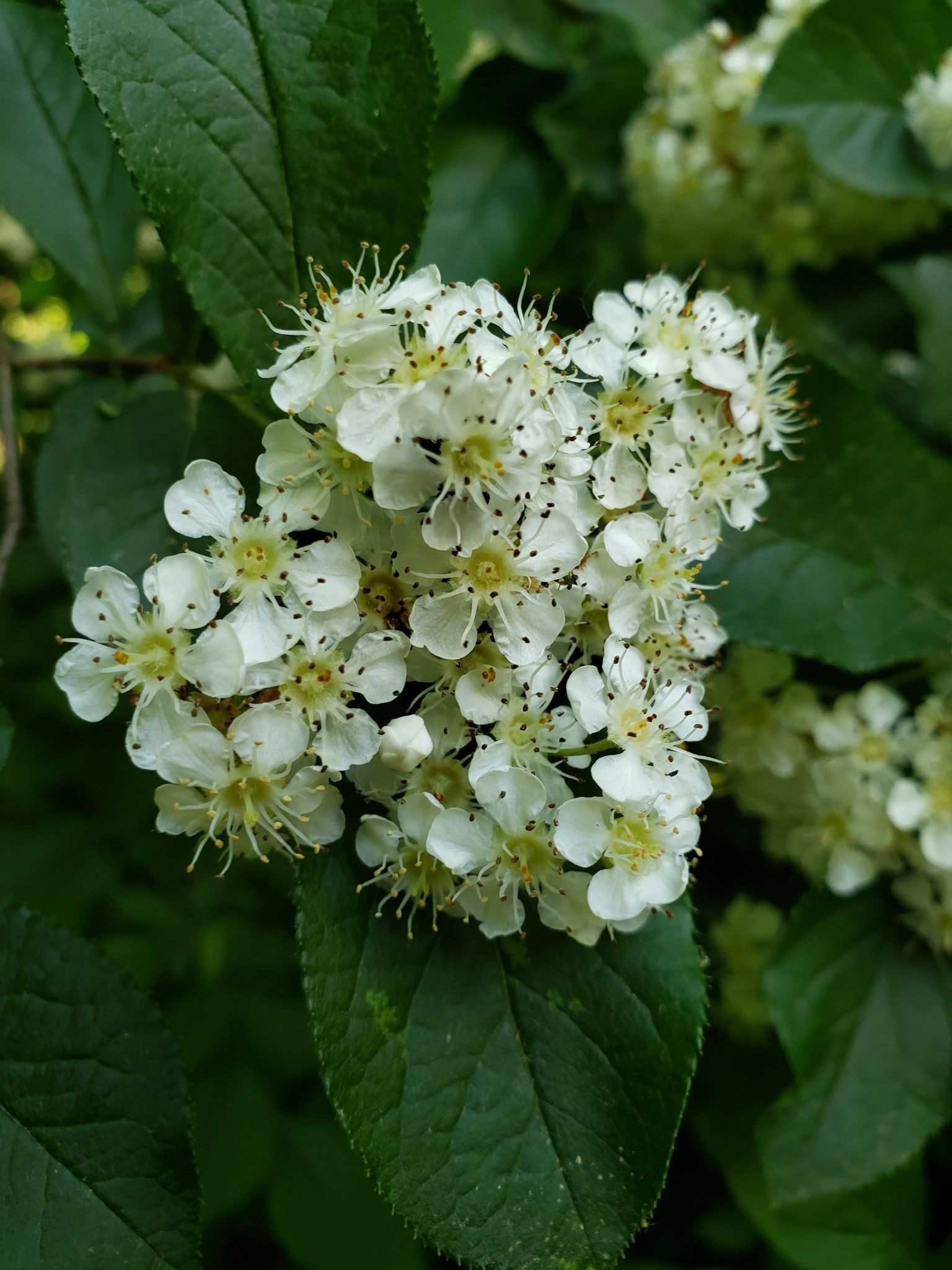 Pourthiaea villosa