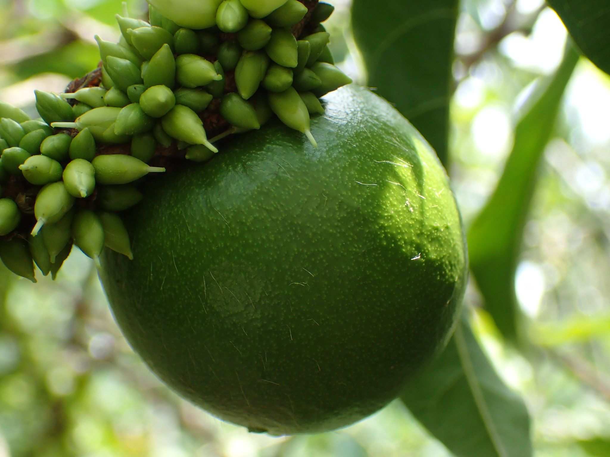 Pouteria caimito