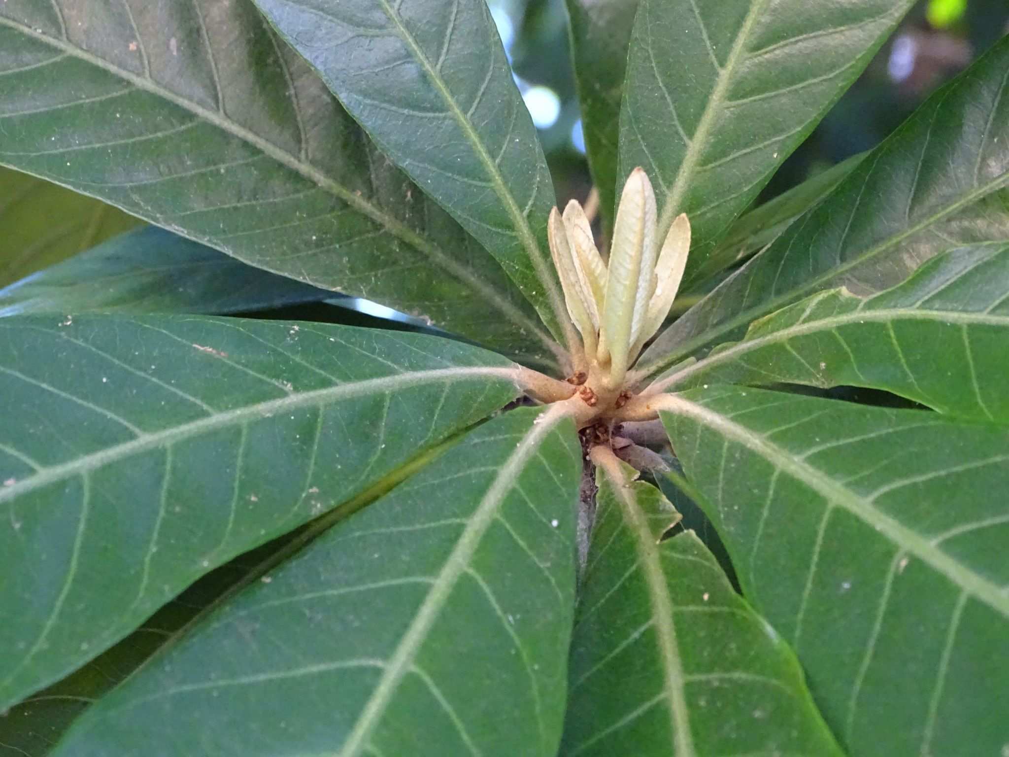 Pouteria glomerata