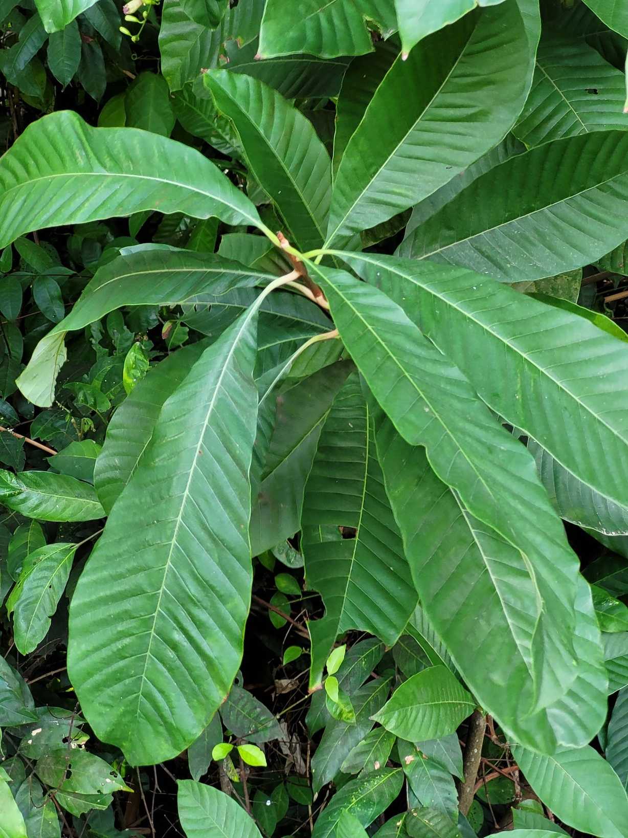 Pouteria macrophylla