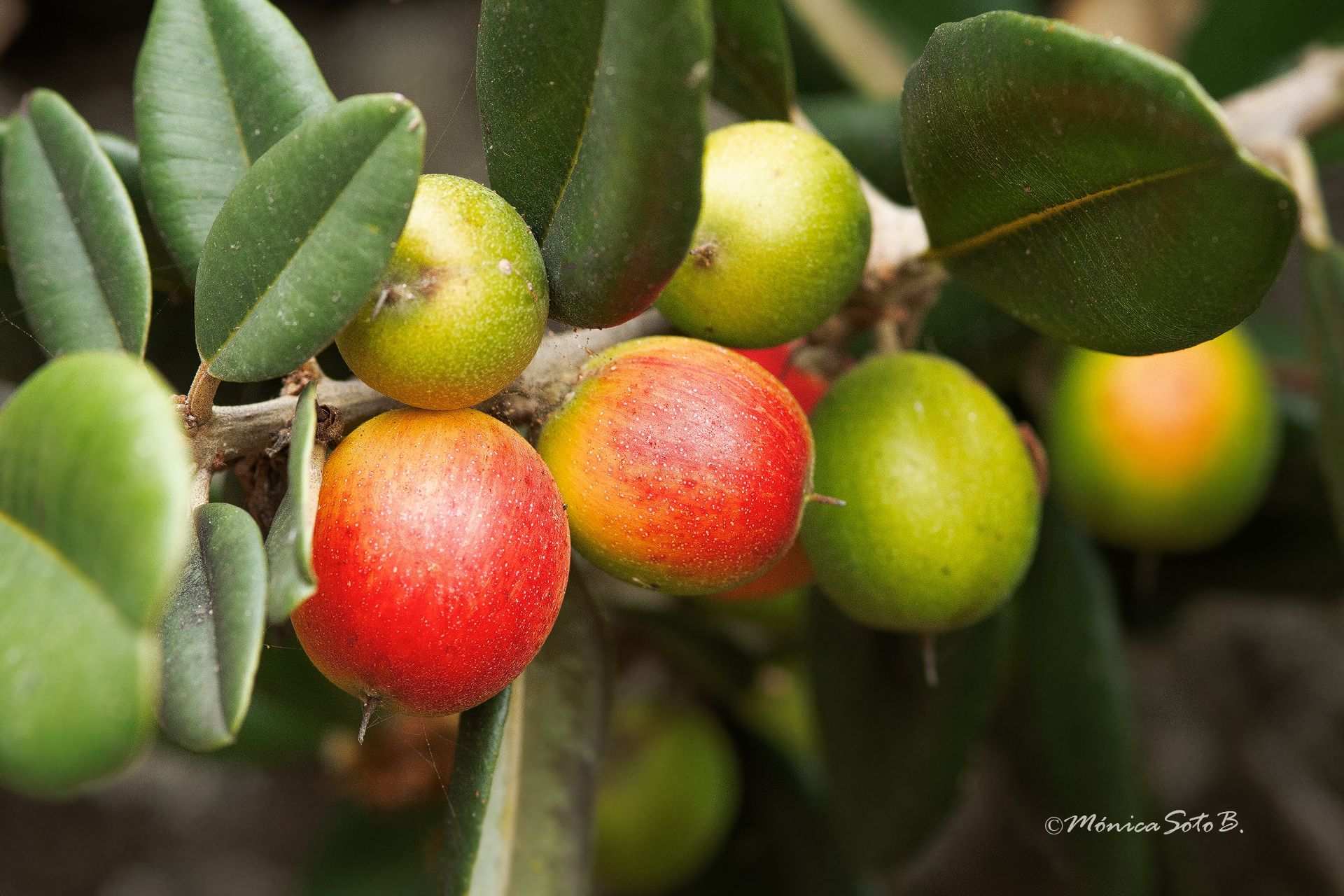 Pouteria sp.
