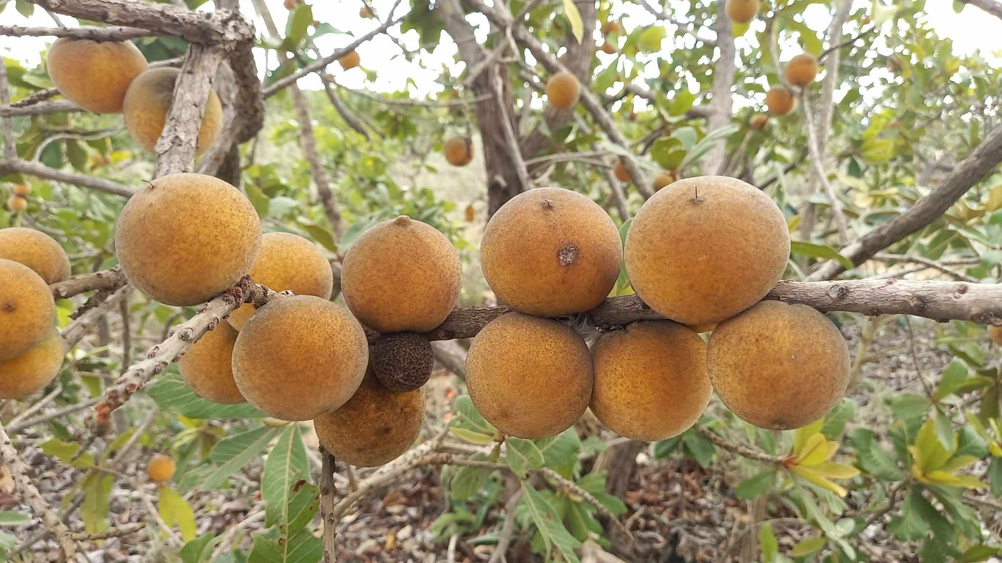Pouteria torta
