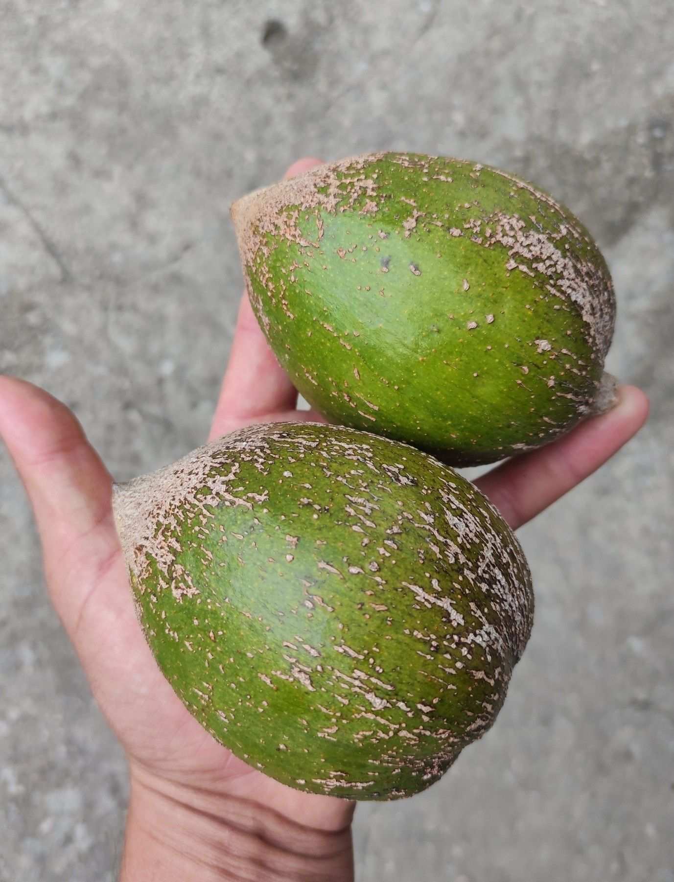 Pouteria viridis