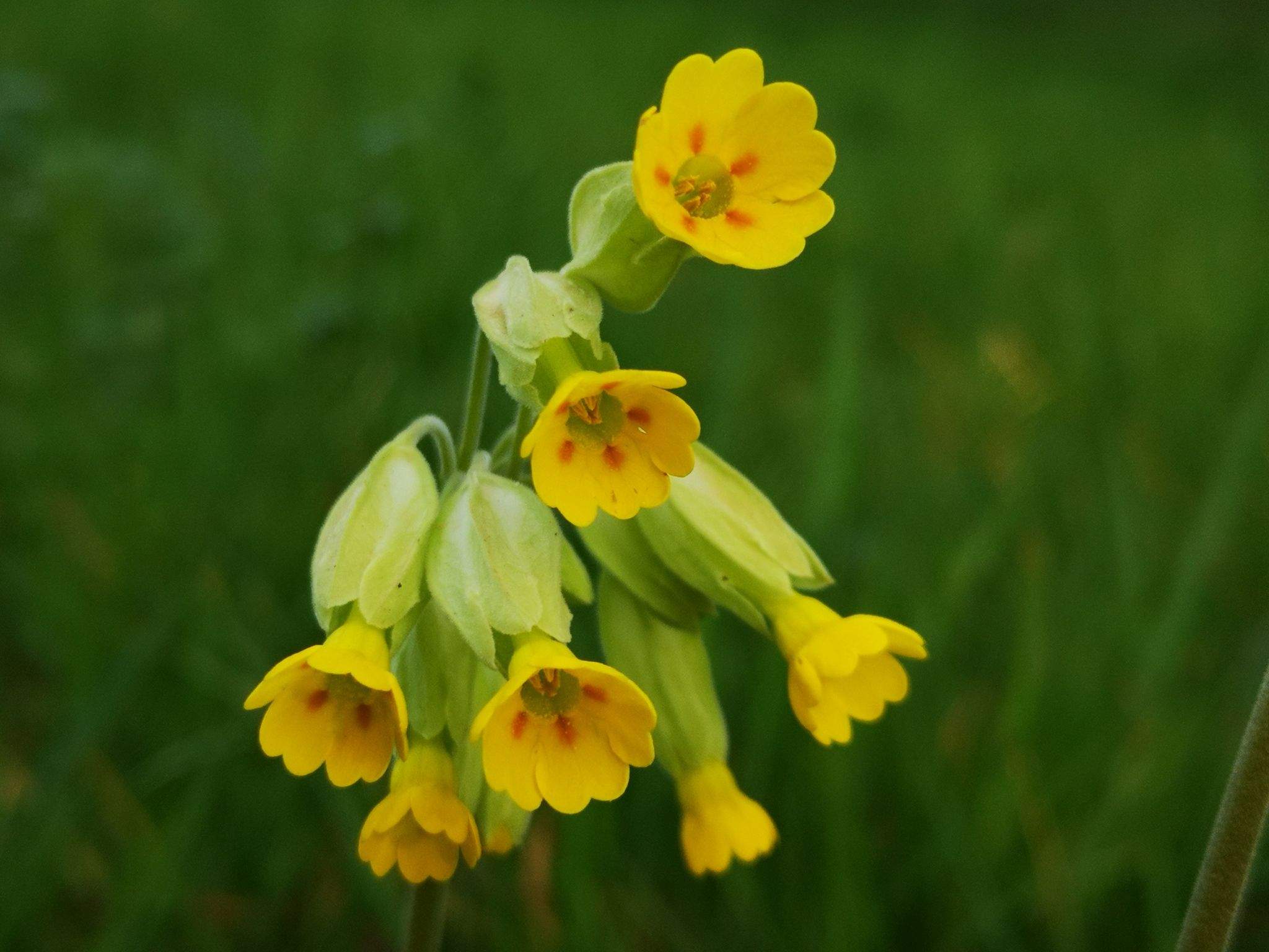 Primula