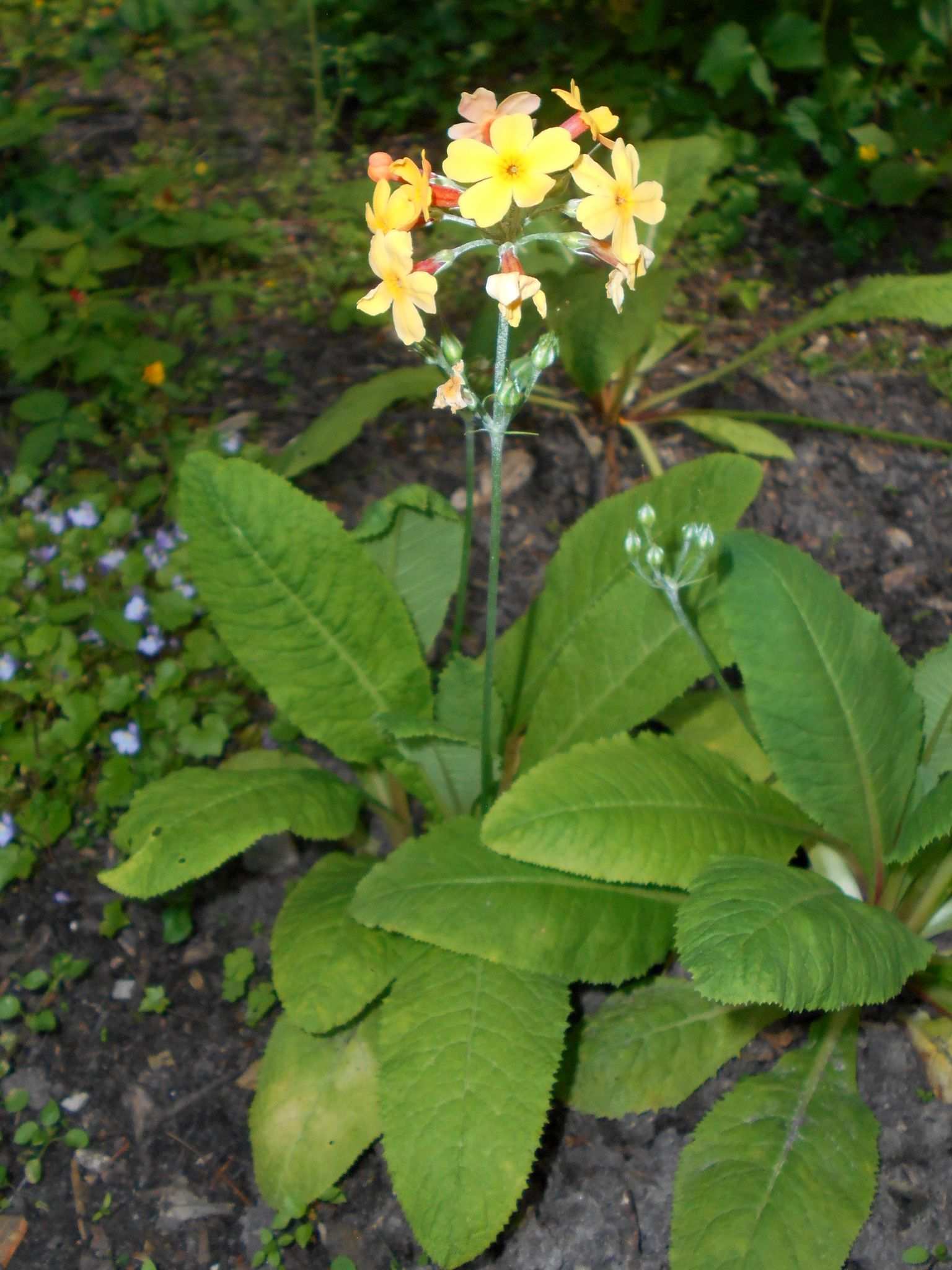 Primula aurantiaca
