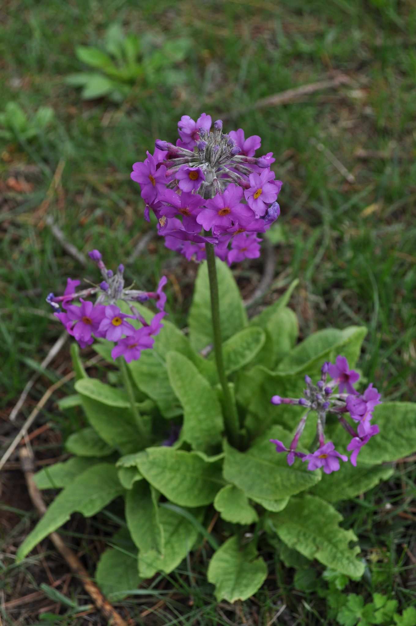 Primula bulleyana