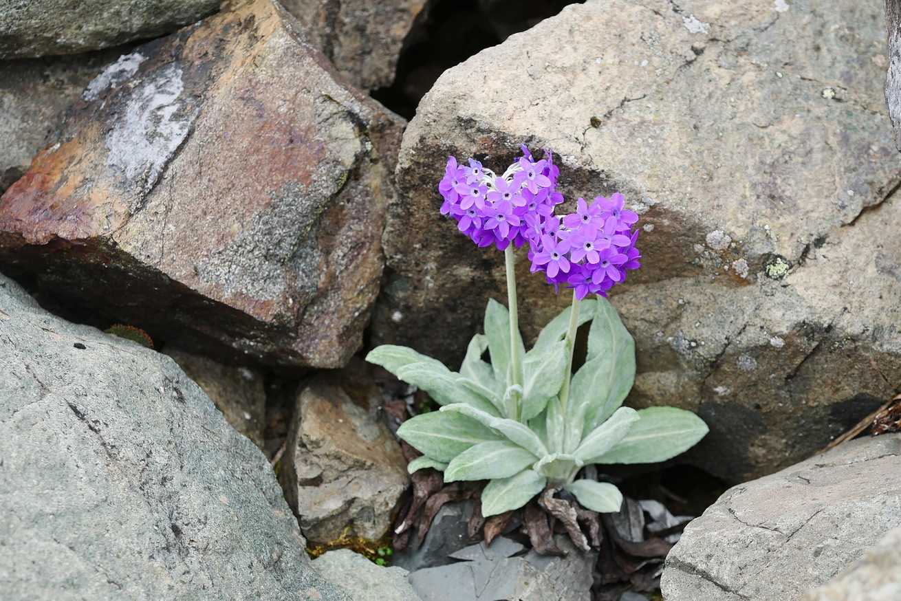 Primula chionantha
