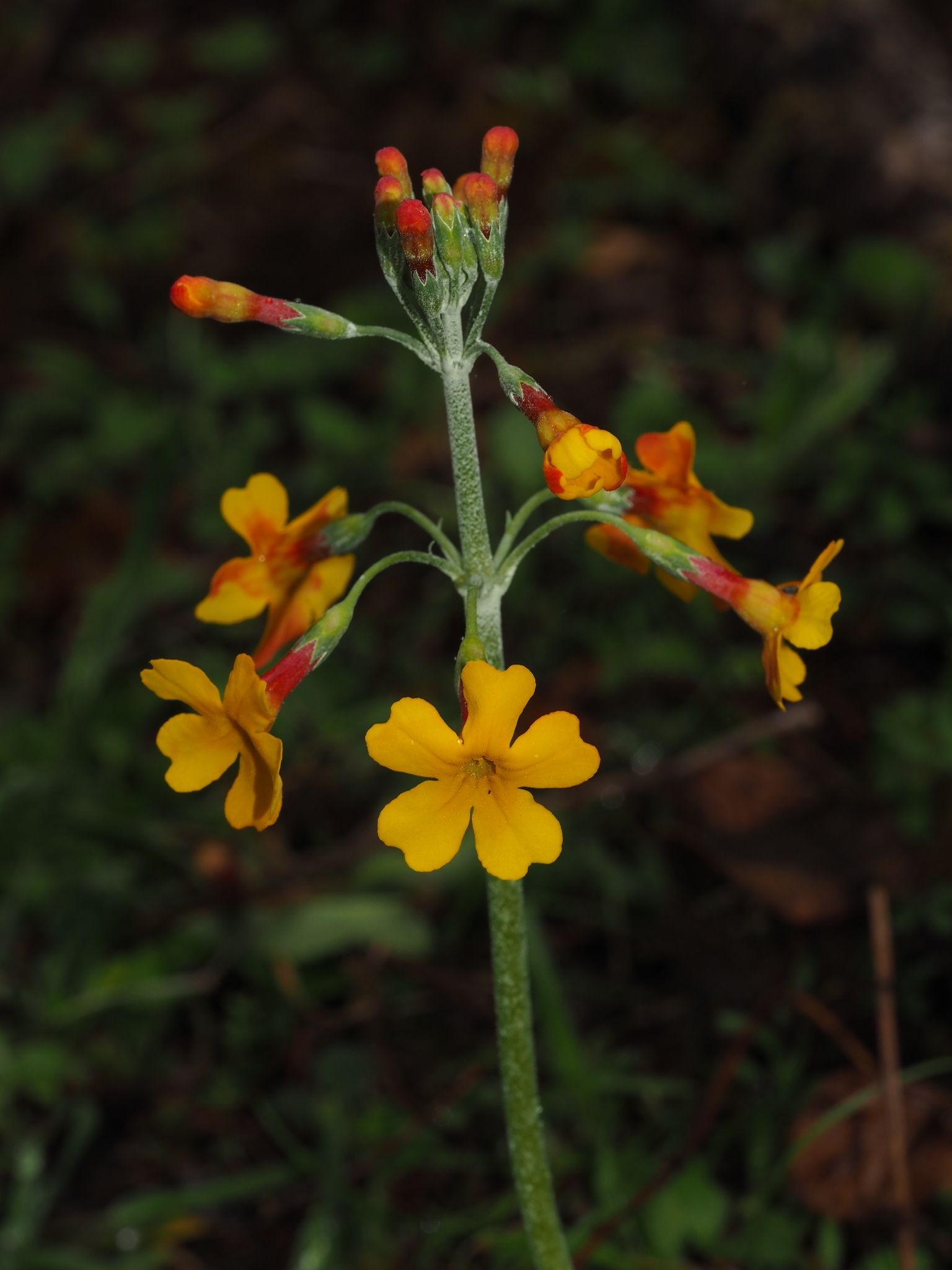 Primula chungensis