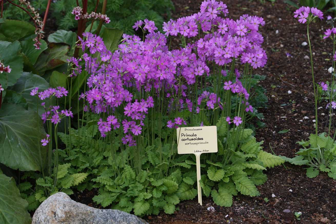 Primula cortusoides
