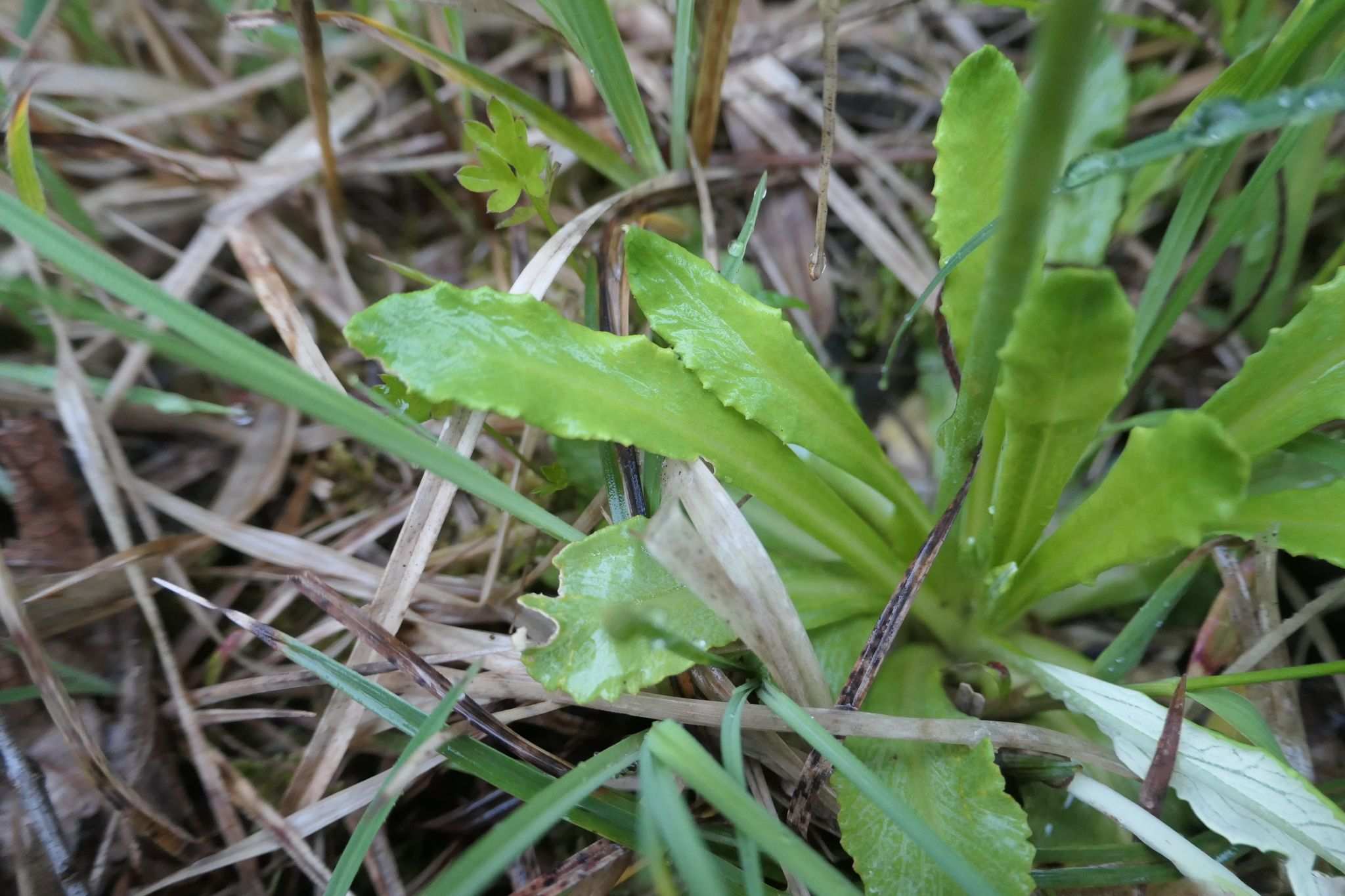 Primula farinosa