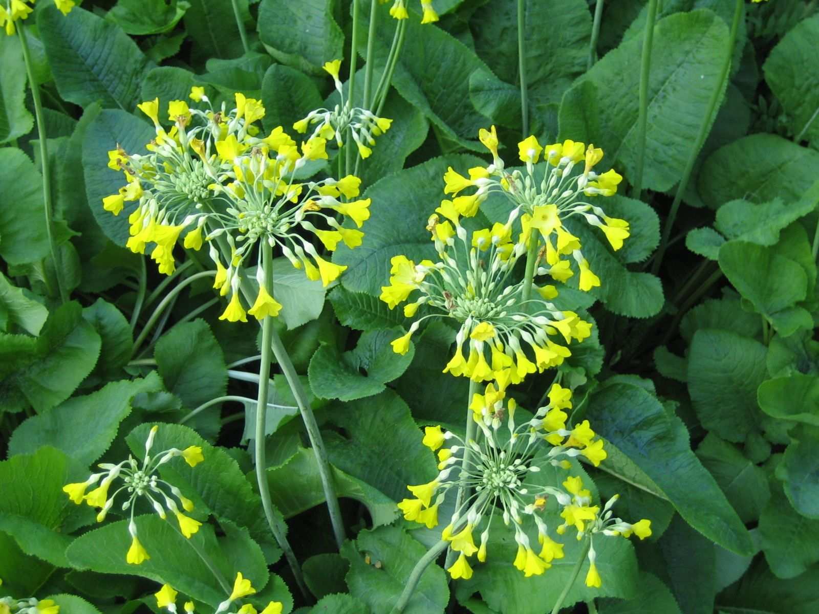 Primula florindae
