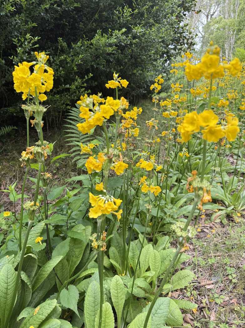 Primula helodoxa