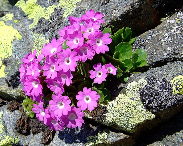 Primula hirsuta