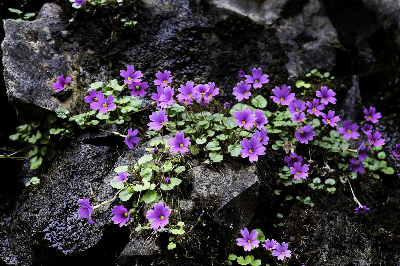 Primula juliae