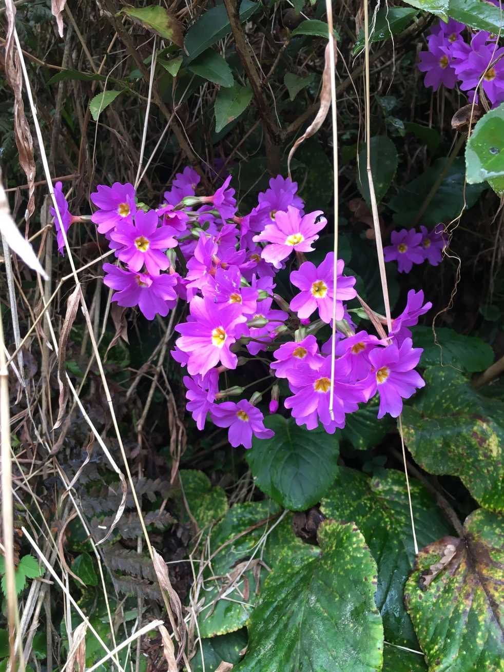 Primula megaseifolia