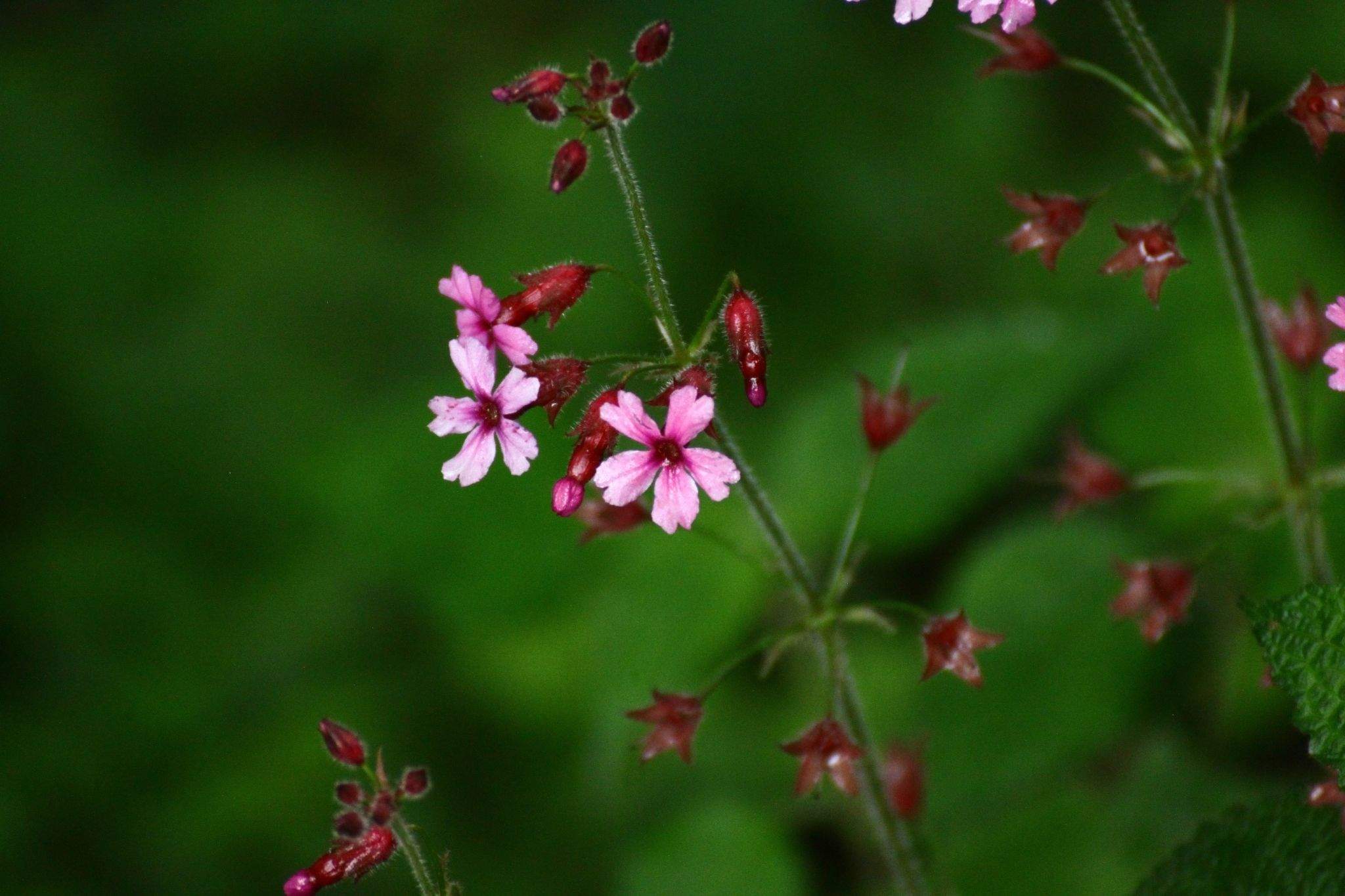 Primula mollis