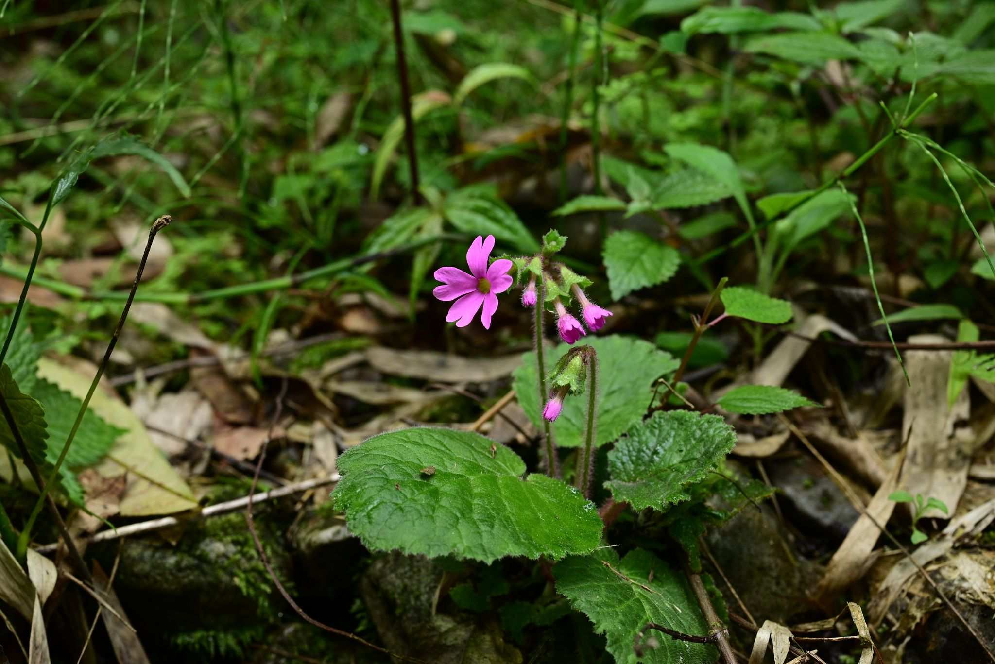 Primula obconica