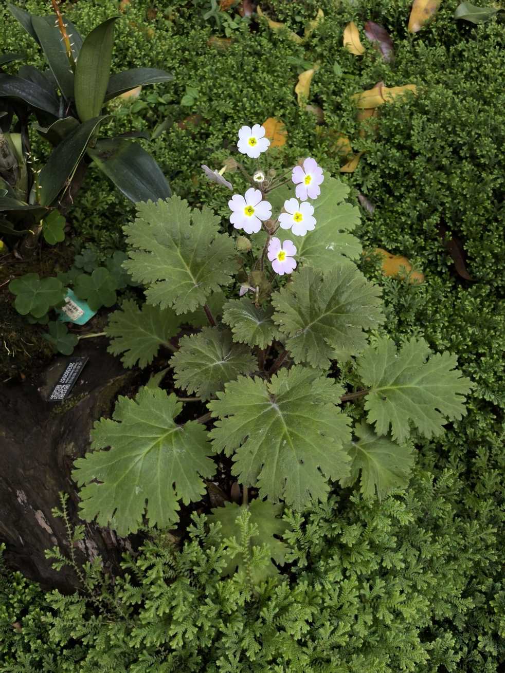 Primula sinensis