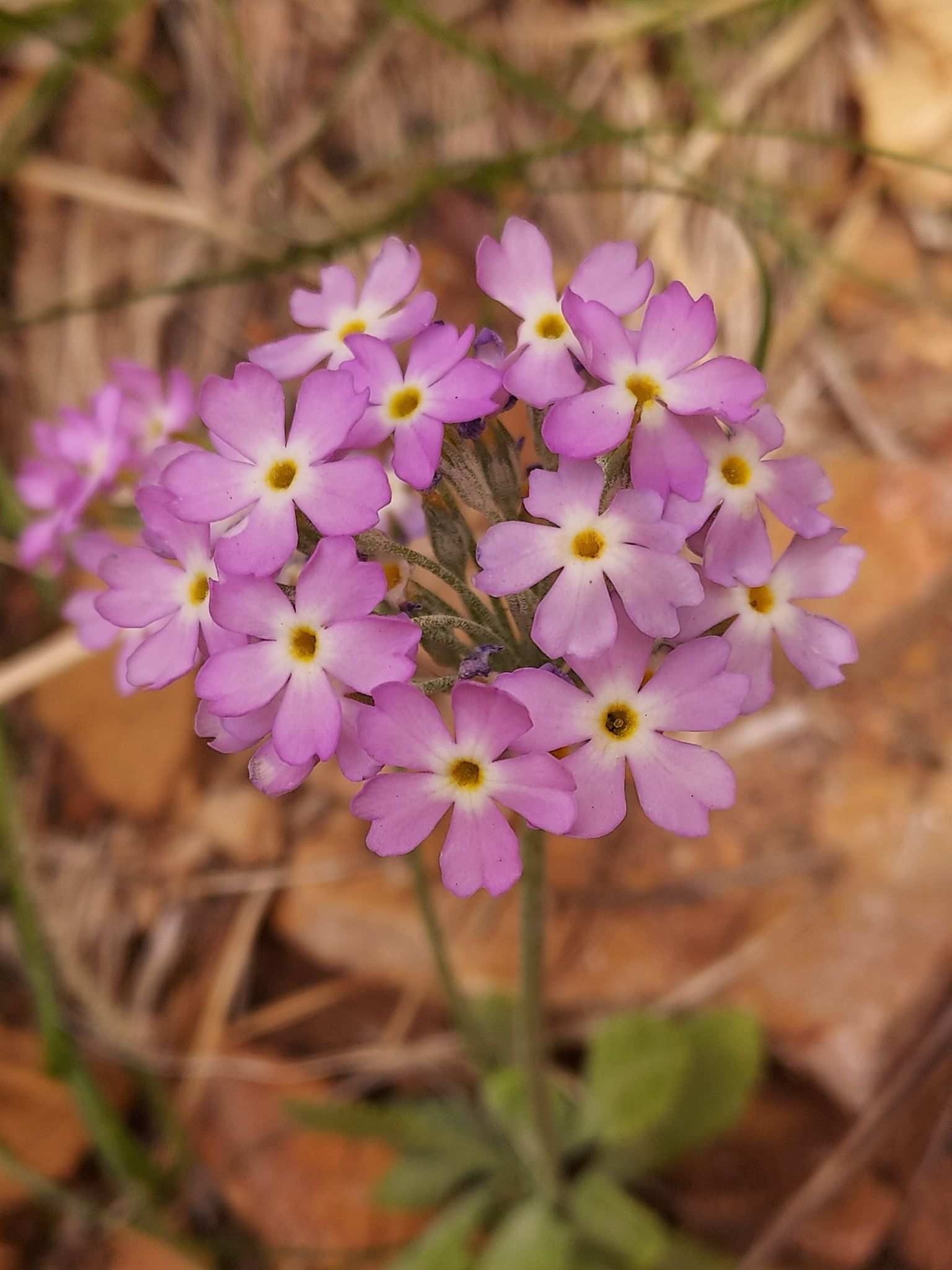 Primula sp.