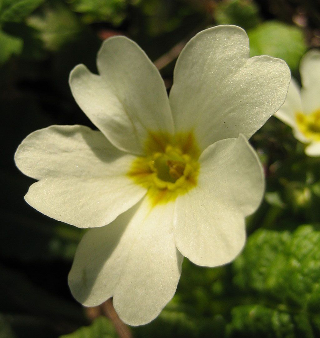 Primula vulgaris