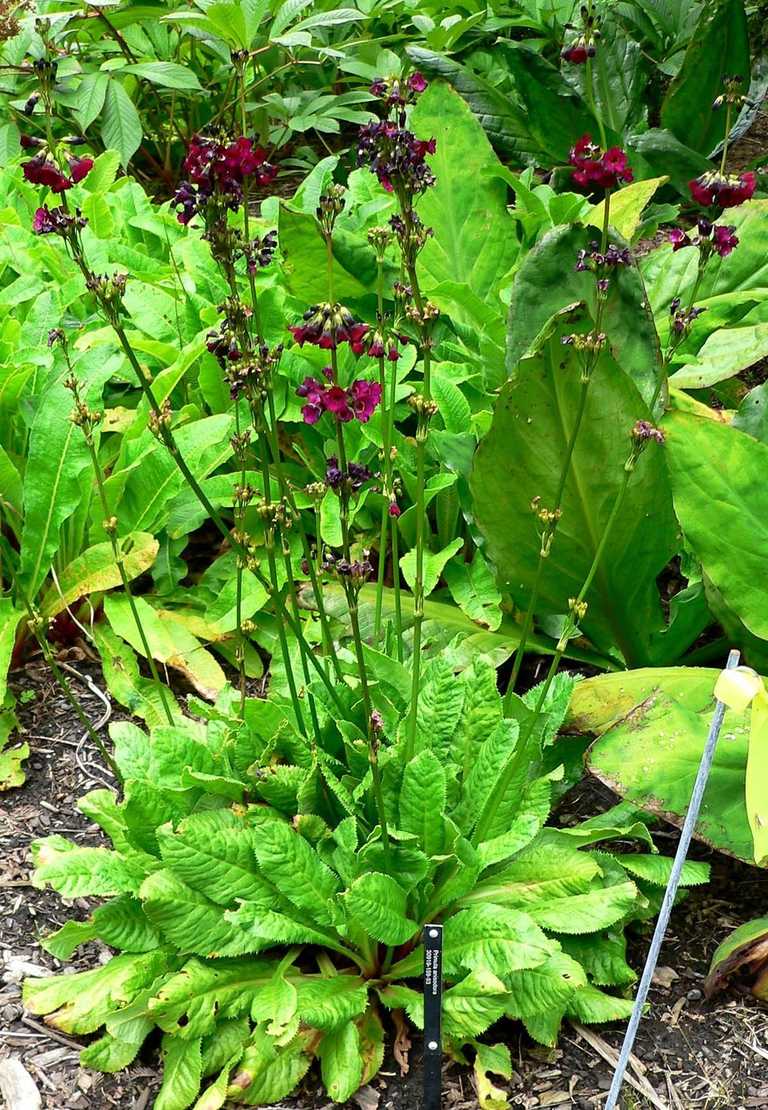 Primula wilsonii