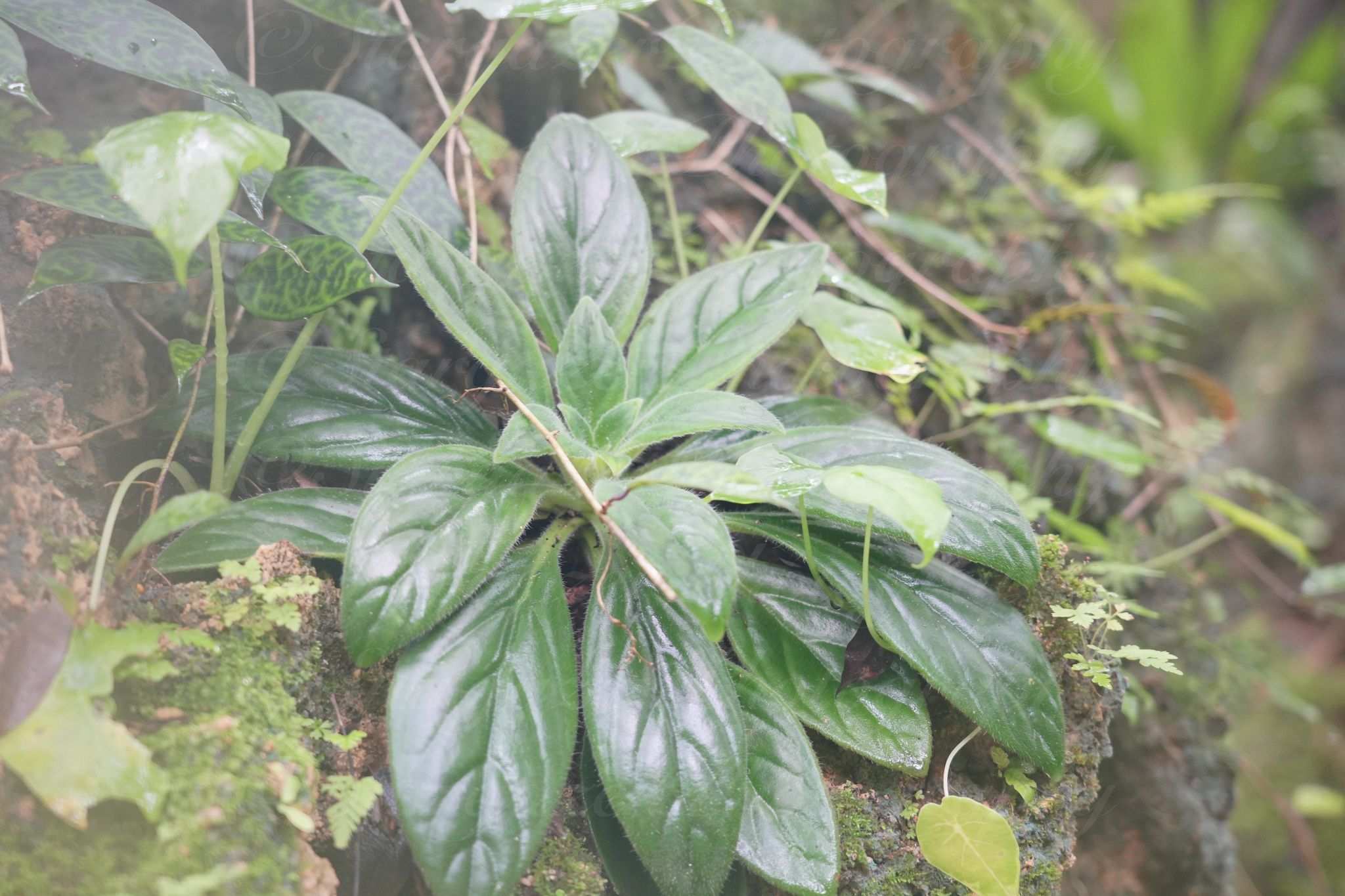 Primulina tabacum