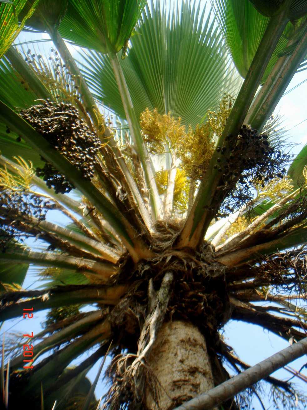 Pritchardia pacifica
